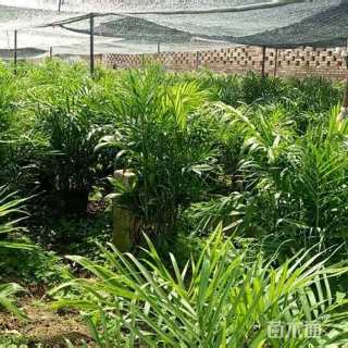 裸干高100厘米夏威夷椰子