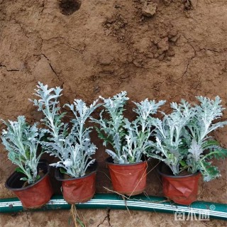 高度17厘米银叶菊