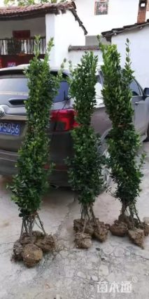 高度240厘米北海道黄杨