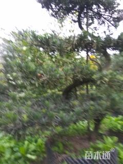 12公分造型罗汉松