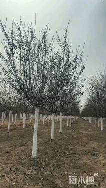 高度300厘米当娜海棠