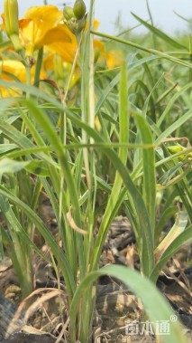 高度20厘米金娃娃萱草