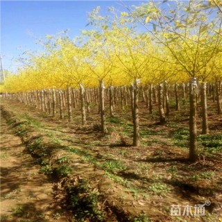 6公分金枝槐