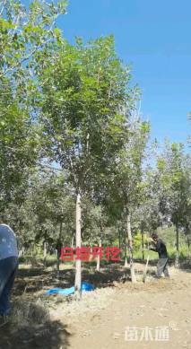 8公分速生白蜡