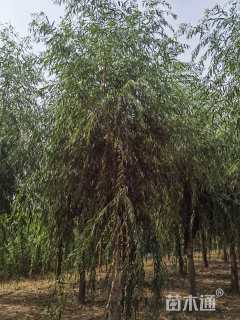 15公分青皮垂柳