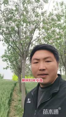 15公分梓树