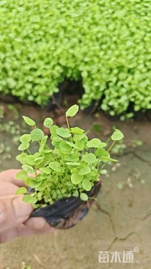 高度8厘米白三叶