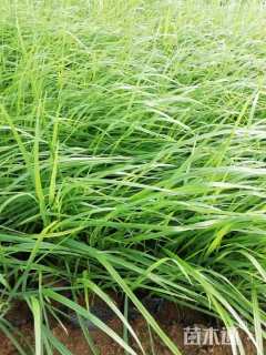 高度25厘米蒲苇