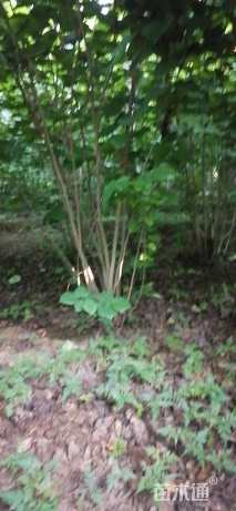 高度200厘米丛生紫荆