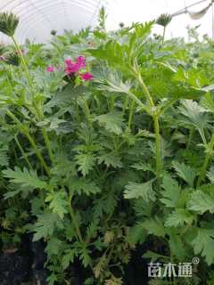 高度15厘米美女樱