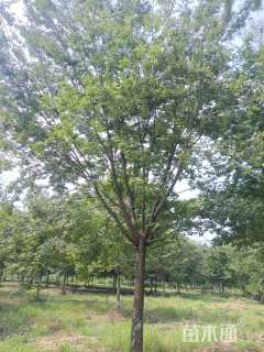 25公分榉树