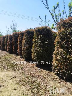 高度250厘米红叶石楠柱