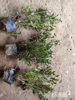 高度50厘米小叶栀子