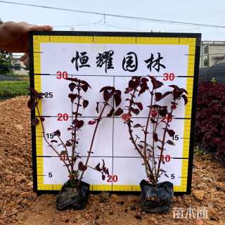 高度30厘米彩叶草