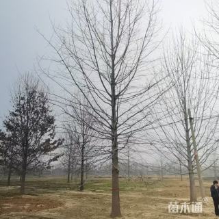 娜塔栎