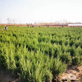 高度100厘米塔柏