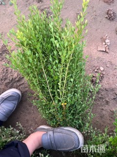 高度60厘米朝鲜黄杨