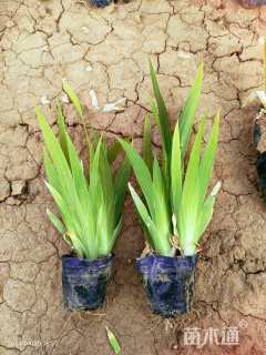 高度20厘米鸢尾