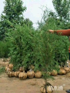 高度50厘米柏树