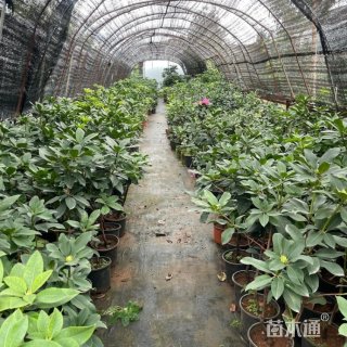 高度35厘米高山杜鹃