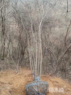 丛生茶条槭