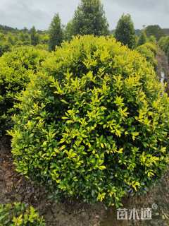 高度70厘米黄金枸骨