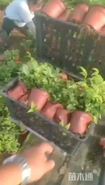 高度30厘米火焰南天竹