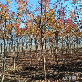 5公分火炬树