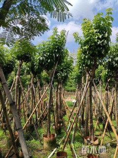 5公分紫花风铃木