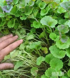 高度15厘米连线草