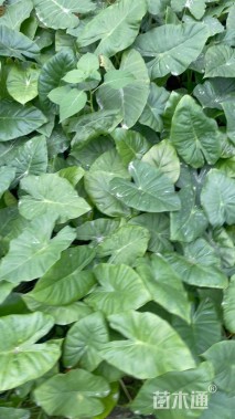 高度30厘米海芋