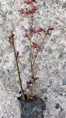 高度45厘米品种月季