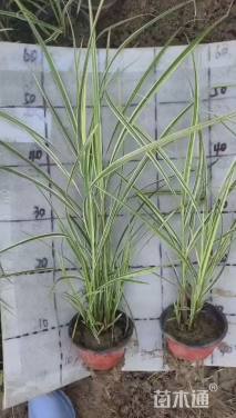 高度40厘米花叶芒