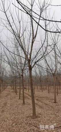 8公分金叶复叶槭