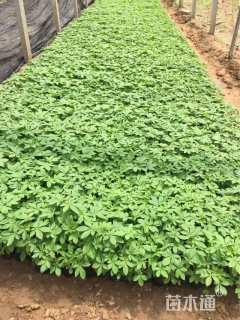 高度23厘米醉蝶花