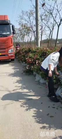 高度40厘米红叶石楠小苗