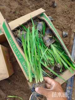 高度25厘米水生鸢尾