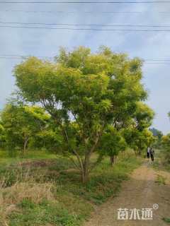 高度400厘米丛生金枝槐