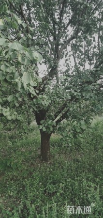 25公分杏树