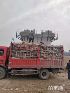 高度15厘米再力花