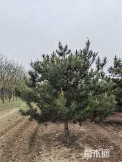 高度700厘米油松