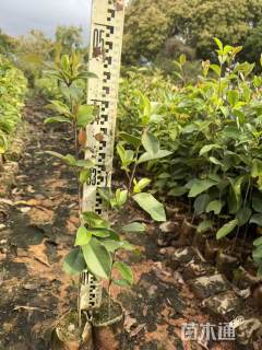 高度30厘米油茶