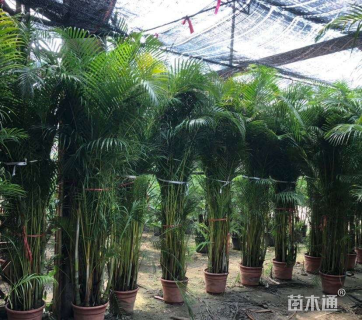 裸干高120厘米散尾葵