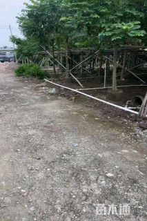 8公分火焰木