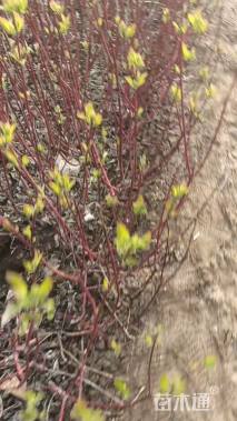 高度100厘米红瑞木