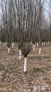 13公分西府海棠