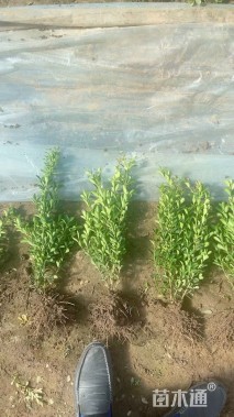 高度30厘米瓜子黄杨