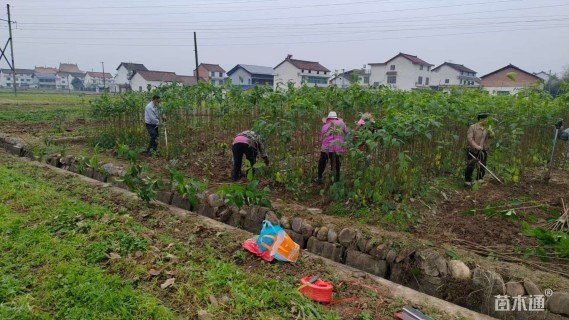 1公分七叶树