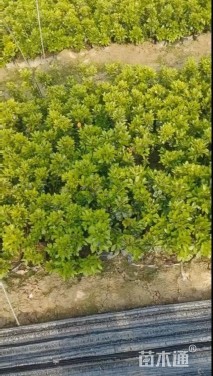 高度20厘米夏鹃