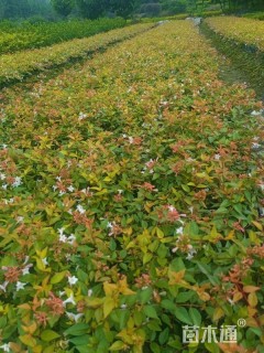 高度15厘米六道木